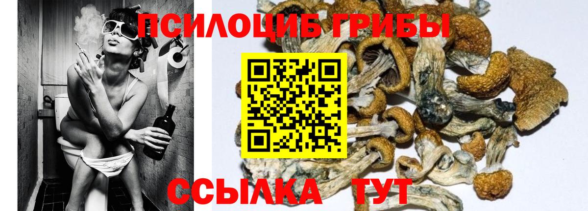 Псилоцибиновые грибы Magic Shrooms  Псилоцибиновые грибы GOLDEN TEACHER  Вход с VPN  купить наркотики сайты  Кольчугино 